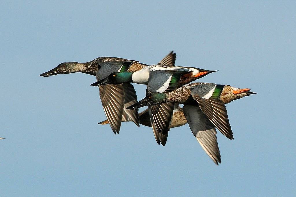 Northern Shovelers In Flight by keyimages-photography is licensed under CC BY-SA 2.0.